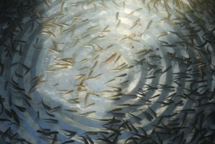 Imagen de WhatsApp 2025-10-23 a las 11.26.21_740e2191